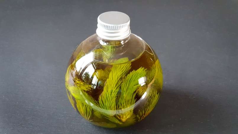 Pušų pumpurų aliejus, nuotrauka 6