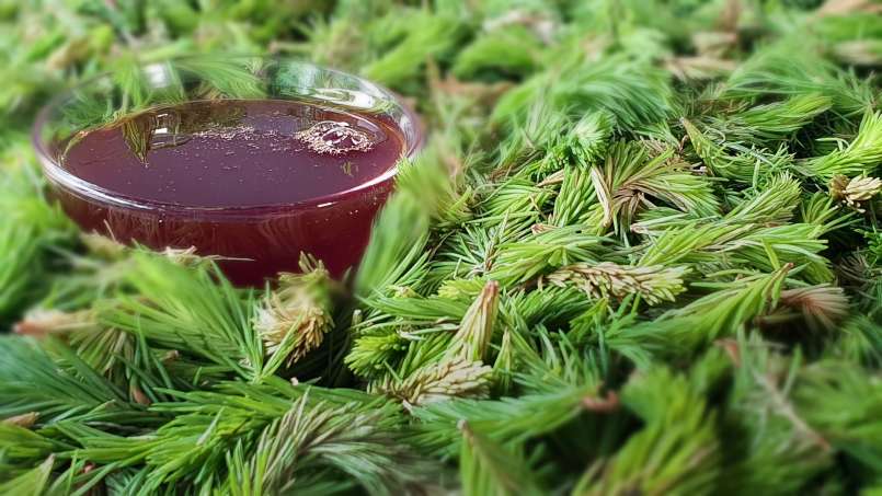 Pušų pumpurų sirupas, nuotrauka 8