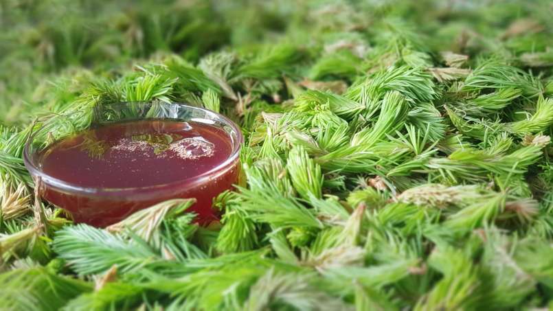 Pušų pumpurų sirupas, nuotrauka 9