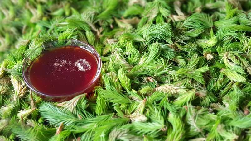 Pušų pumpurų sirupas, nuotrauka 10