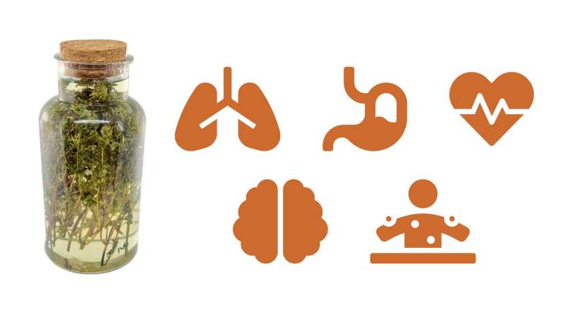 Čiobrelių maceratas su medumi, nuotrauka 1