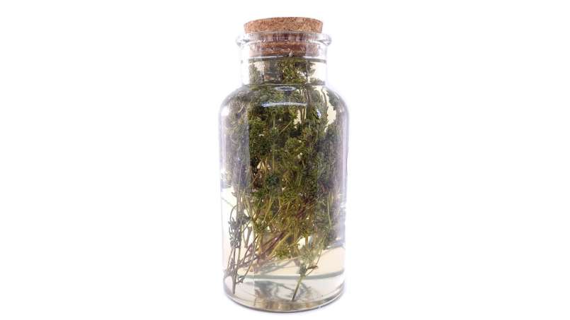 Čiobrelių maceratas su medumi, nuotrauka 3