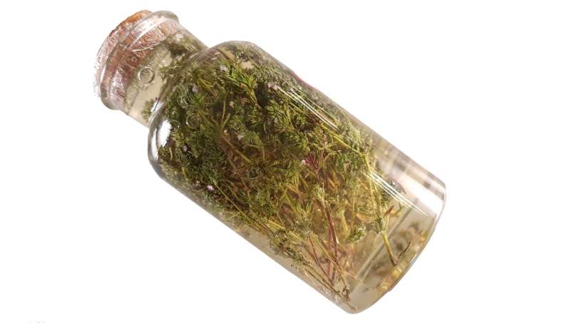 Čiobrelių maceratas su medumi, nuotrauka 4