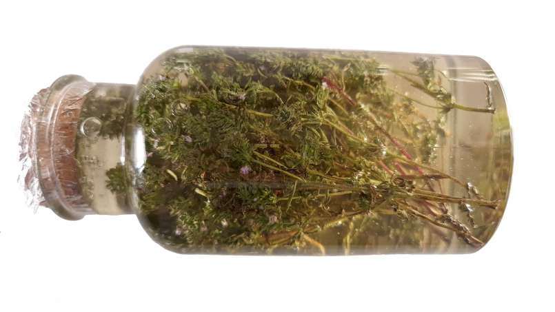 Čiobrelių maceratas su medumi, nuotrauka 5