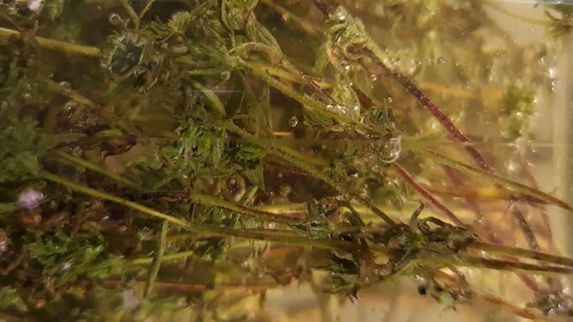 Čiobrelių maceratas su medumi, nuotrauka 8