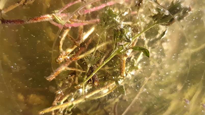 Čiobrelių maceratas su medumi, nuotrauka 9