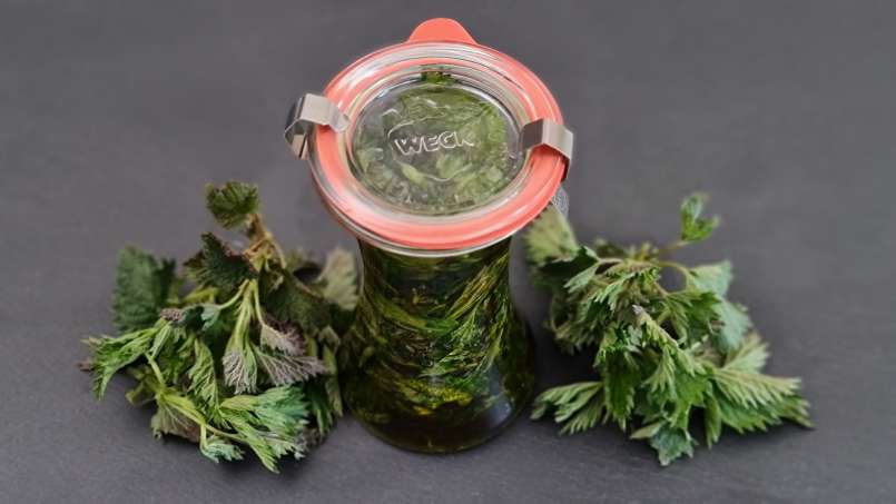 Dilgėlių aliejus, gautas perpylimo būdu, nuotrauka 3