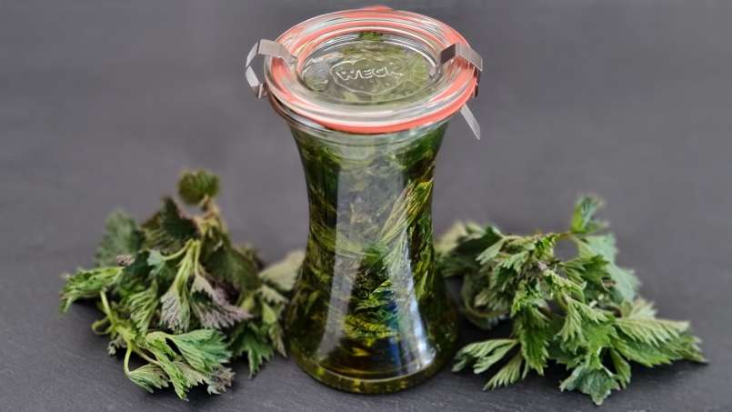 Dilgėlių aliejus, gautas perpylimo būdu, nuotrauka 4