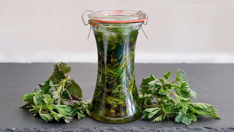 Dilgėlių aliejus, gautas perpylimo būdu, nuotrauka 5