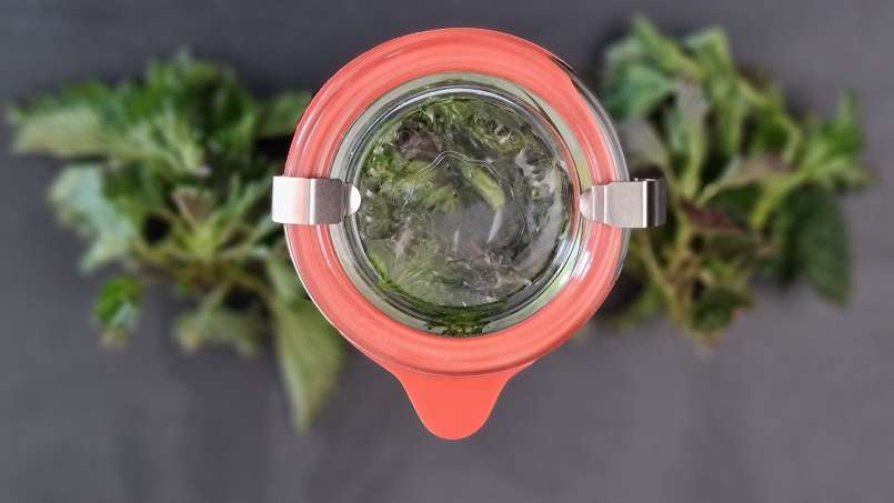 Dilgėlių aliejus, gautas perpylimo būdu, nuotrauka 6