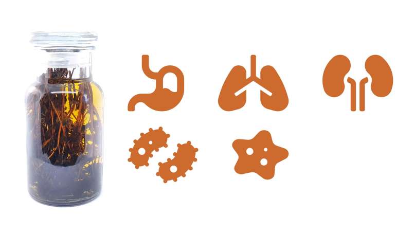 Čiobrelių tinktūra, nuotrauka 1