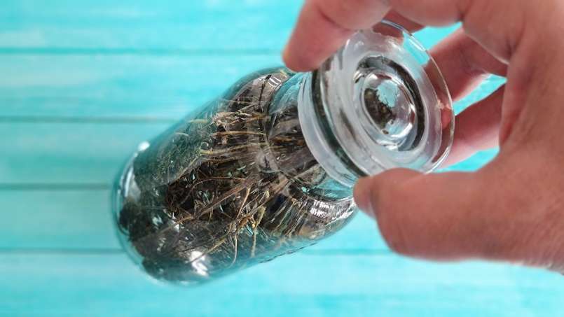 Čiobrelių tinktūra, nuotrauka 4