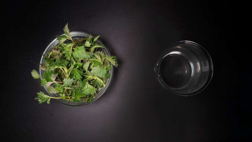 Dilgėlių tinktūra, nuotrauka 1