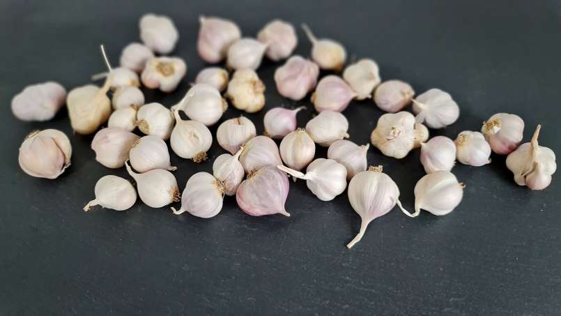 Visas česnakas ryte ant tuščio skrandžio, nuotrauka 6